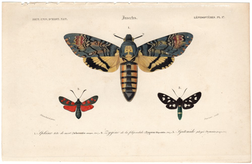 antique prints of Butterflies, Moths